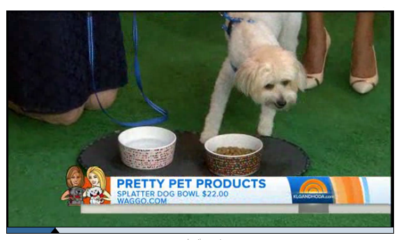 Today Show June 2014 Best Ceramic Pet Bowls